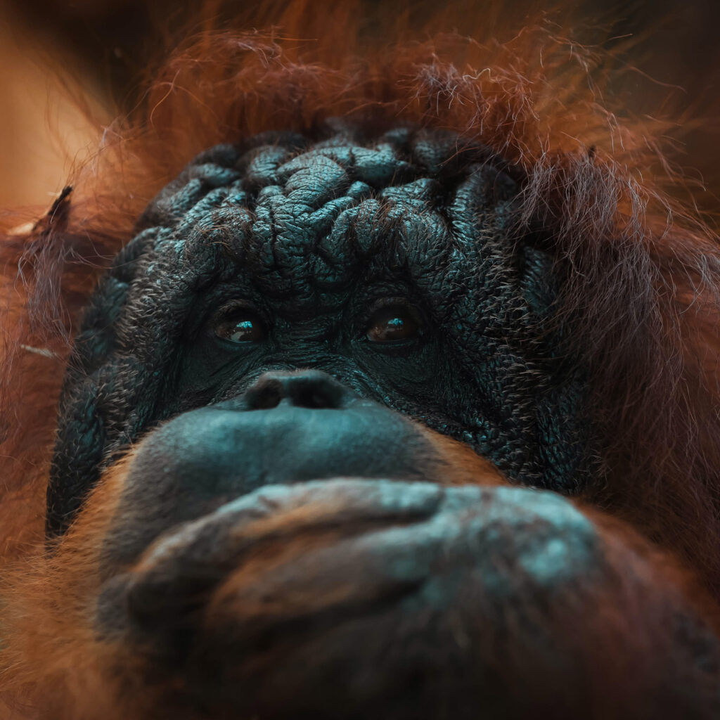 Fancy Ape